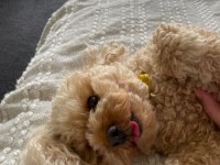 Yetişkin toy poodle köpeği