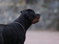 A şecereli 8 aylık dişi rottweiler
