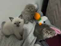 2 aylık blue point scottish fold
