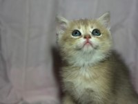 British Golden Bebekler