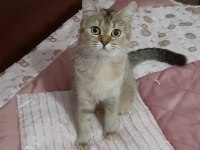 British Shorthair Güzel Kızımız