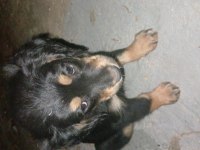 2 adet dişi yavru köpeğimiz