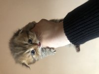 Scottish fold ve scottish blue point 1-2 aylık yavru