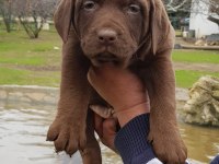 ÜRETİCİDEN A PLUS KALİTE LABRADOR YAVRULAR