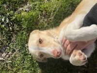 KÖPEĞİMİZ SOKAĞA ATILDI ACİL YUVA ARIYOR