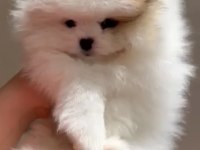 2 aylık dişi pomeranian yavru