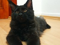 Dernek kayıtlı full şecereli aşıları tamam maine coon erkek