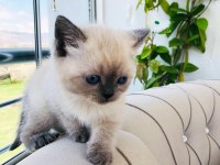 Scottish fold british blue point siyam