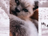 Ücretli sahiplendirme scottish fold