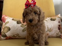 Ev ortamında büyüyen toy poodle bebekler