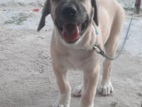 BOZ ÇOBAN KÖPEĞİ