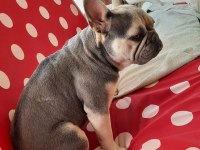 Sahiplendirme french bulldog