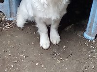6 aylık yavru köpeğimiz kokoni dişi