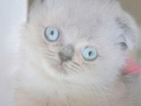 Scottish fold masmavi gözlerimle seni bekliyorum