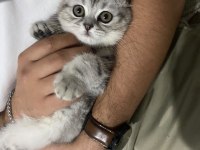 Scottish Fold Yavru 2 Aylık Dişi