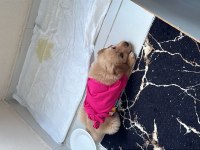 2 aylık baby Face Safkan golden retriever