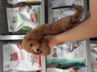 POODLE YAVRULARIMIZ YENİ YUVASINI ARIYOR