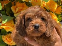 Safkan maltipoo bebekler yeni sahiplerini bekliyor