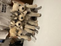 Husky yavrular