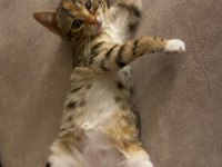 YAVRU KEDİMİZ SEVGİ PITIRCIĞI OYUNCU VE AKILLI