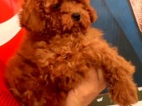 Toy Poodle yavrularımız efsane bebişler