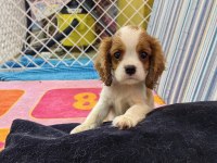 En iyi pedigreye sahip cavalier king charles yavrular