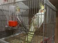 Sper uyumlu çift yumurta hazırlığında sultan papağanı