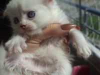 Irk Ve Sağlık Garantili British Longhair Bebekler