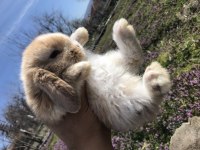 Mini lop tavşan (bebeklerimiz)