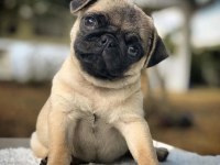 Irk Ve Sağlık Garantili Pug Köpekler