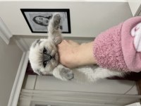 Blue point insan canlısı bebek scottish fold