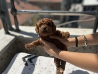 Toy poodle dişi ve erkek