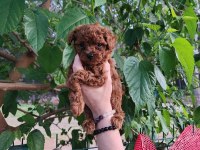toy poodle köpeğimiz antalya
