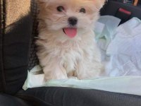 Poodle Görünümlü Maltipoo (F2)