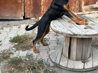 Dişi Doberman