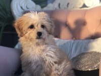 Maltipoo tuvalet eğitimli