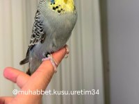 İSTANBULDA EVE TESLİM akıllı konuşturmak için muhabbet