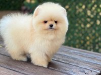 Orjinal Pomeranian yavrular