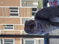Uygun puana sahiplendirilecek scottish fold