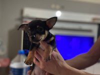 Yavru dişi chihuahua 6 aylık