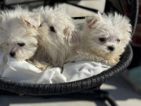 Petmode köpek çiftliğinden kore kan maltese