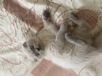 Bluepoint scottish fold yavrumuz