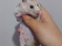 Hamster Pilav Hanım için sevgi dolu yeni bir yuva arayışı !