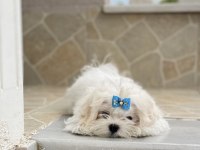 SAFKAN MALTESE YAVRU