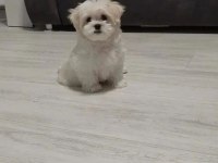 0 NUMARA KORE MALTESE