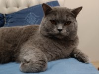 British shorthair kedimize yuva arıyoruz
