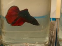 Betta Balığı