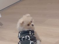 Sevimli ayı surat Pomeranian boo