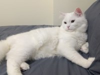 4 adet bebiş dişi ve erkek karışık kediler