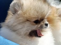 Pomeranian boo garantili yüksek kalite